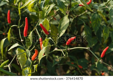 Close-up view of fresh ripe red chili peppers on tree at an organic chili farm in Thai Binh, Viet Nam. Agricultural composition. Harvest concept. Great for organic food publication.