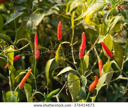 Close-up view of fresh ripe red chili peppers on tree at an organic chili farm in Thai Binh, Viet Nam. Agricultural composition. Harvest concept. Great for organic food publication.