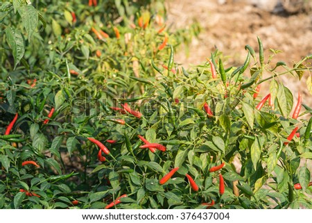 Close-up view of fresh ripe red chili peppers on tree at an organic chili farm in Thai Binh, Viet Nam. Agricultural composition. Harvest concept. Great for organic food publication.