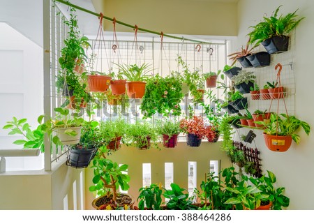 Home Grown Flowers And Herbs In The Hanging Pots At Balcony Ang Mo Kio Area Home Grown Flowers And Herbs In The Hanging Pots At Balcony Ang Mo Kio Area