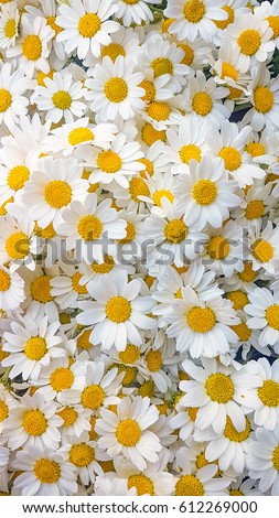 White Daisy