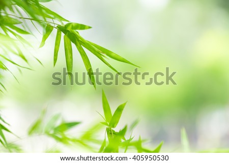 Green Nature With Copy Space Using As Background Or Wallpaper