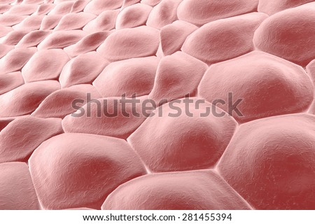 human skin cells stock photos human skin cells stock images alamy skin cells stock photos royalty free images vectors human skin cells stock photos human skin cells stock images alamy skin cells stock photos royalty free images vectors
