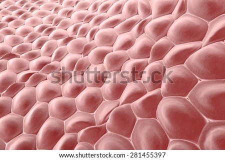 human skin cells stock photos human skin cells stock images alamy skin cells stock photos royalty free images vectors human skin cells stock photos human skin cells stock images alamy skin cells stock photos royalty free images vectors