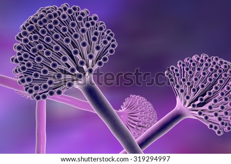 Is aspergillus single or multicellular