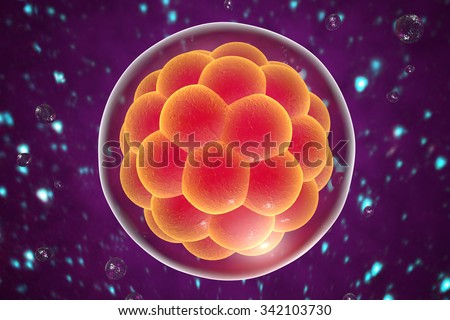 Embryo Stock Photos, Royalty-Free Images & Vectors - Shutterstock