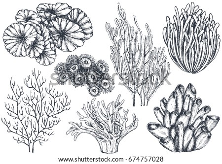 Vector collection of hand drawn ocean plants and coral reef elements in sketch style isolated on white. Monochrome graphic set.