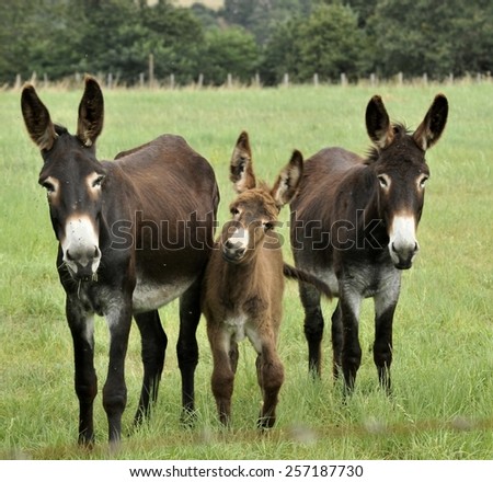 Donkey Family Stock Photos, Images, & Pictures | Shutterstock