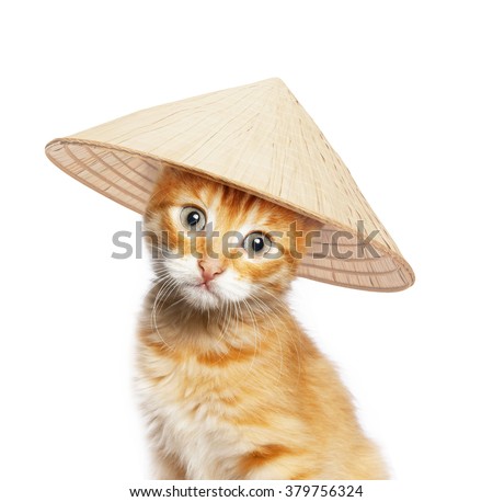 Red cat in asian conical hat, isolated on white background