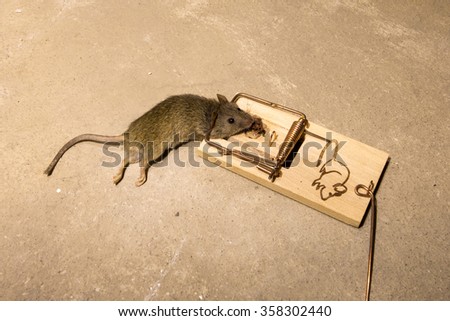 Dead Mouse Mouse Trap Stock Photos, Royalty-Free Images & Vectors ...