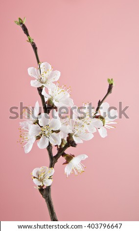 apricot flowers on a pink background