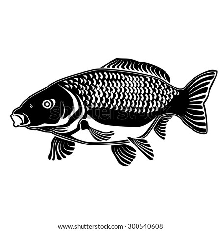 Vector illustration of carp fish. Vector illustration can be used for ...
