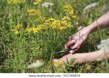 Summer. St. John's wort. Collection of medicinal herbs.