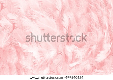 Coral Pink vintage color trends feather texture background,Interior modern image used for design living room,office and others