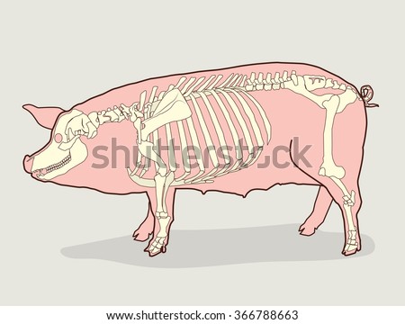 Animal Jaw Bone Stock Images, Royalty-Free Images & Vectors | Shutterstock