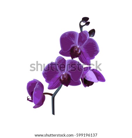 Beautiful violet tropical orchids flower on white background. Element for your design. Vector illustration.