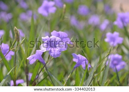Acanthaceaem Stock Photos Royalty-Free Images Vectors 