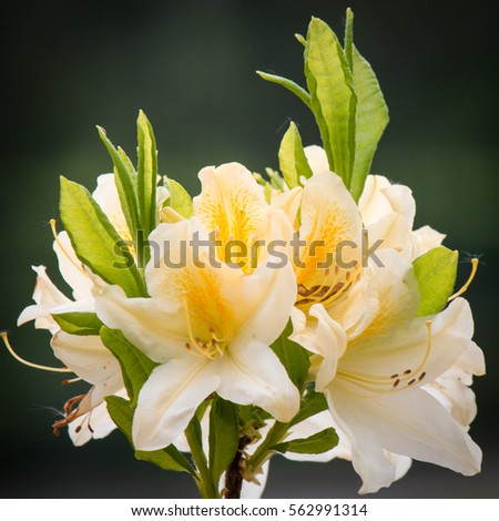 Ericaceae Stock Images Royalty-Free Images Vectors Shutterstock