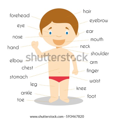 Vocabulary Worksheet Parts Body Stock Vector 104517467 - Shutterstock