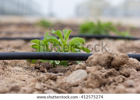 drip irrigation