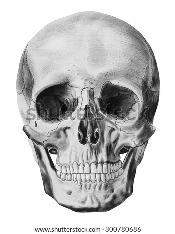 Illustration Human Skull Isolated On White Stock Illustration 300780686