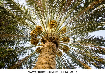 Palm Tree with date fruits