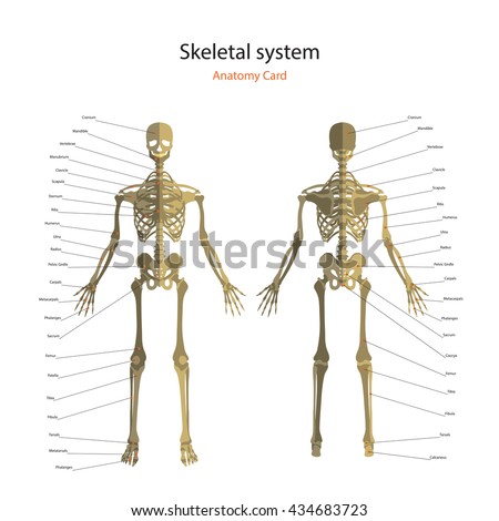 Axial Skeleton Visual Guide Flickr