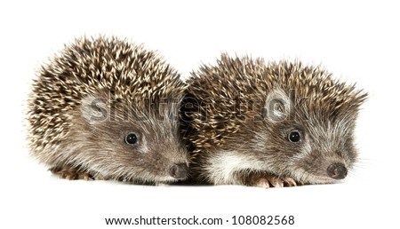 Baby Hedgehog Stock Photos, Images, & Pictures | Shutterstock