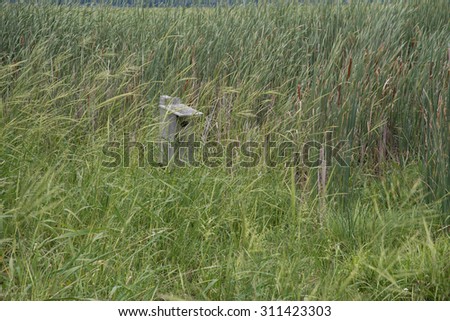 Duck Nest Stock Images Royalty Free Images Amp Vectors