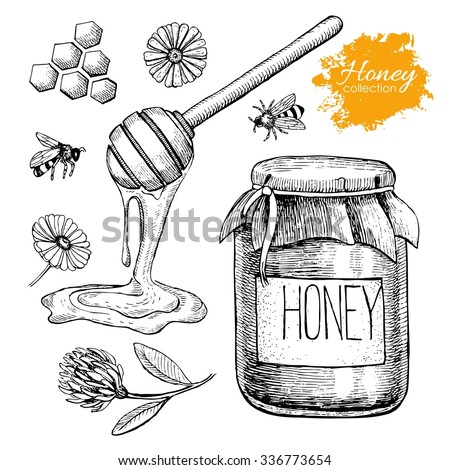 Vector honey set. Vintage hand drawn illustration. Engraved organic food