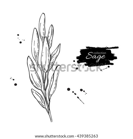 Sage Vector Drawing Isolated Sage Plant Stock Vector 439385263