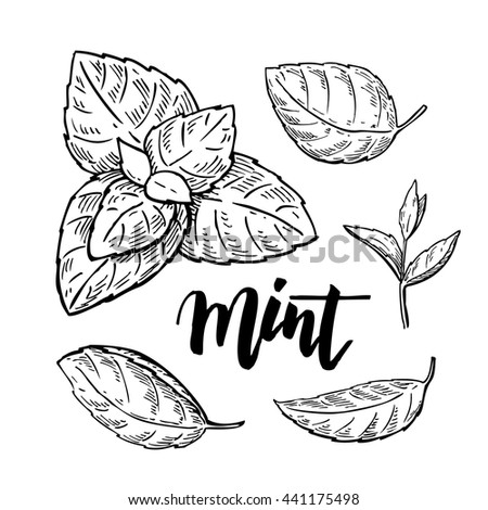 Mint Vector Drawing Set Isolated Mint Stock Vector 454445500 - Shutterstock