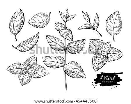 stock-vector-mint-vector-drawing-set-isolated-mint-plant-and-leaves