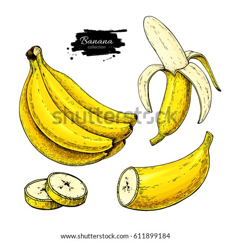 Banana Set Vector Drawing Isolated Hand Stock Vector 606581783 ...