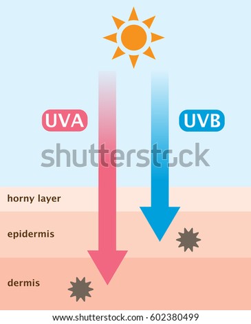 Infographic Skin Illustration Difference Between Uva Stock Vector ...