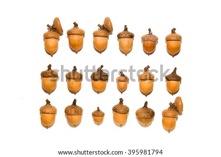 Acorn Different Types Sizes Collection Isolated Stock Photo 64294903 ...