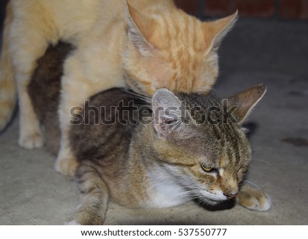 Cats Mating Stock Images, Royalty-Free Images & Vectors | Shutterstock