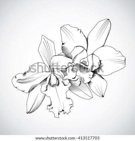 hand-drawn orchids flowers. Vector illustration