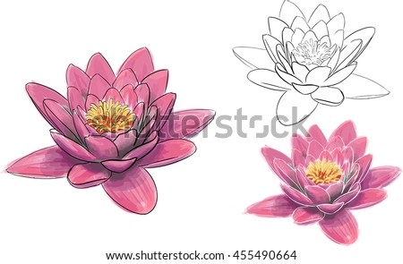 Realistic Pink Lotus Flower Watercolour Aquarelle Vector Line Drawing