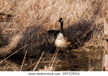 canada goose natural predator canada goose natural predator