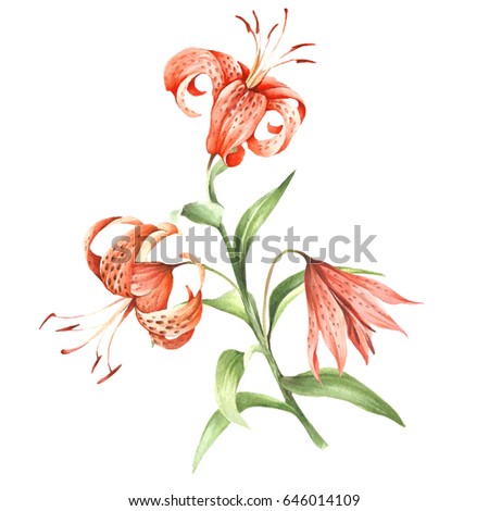 image tiger lily flowers hand draw watercolor illustration