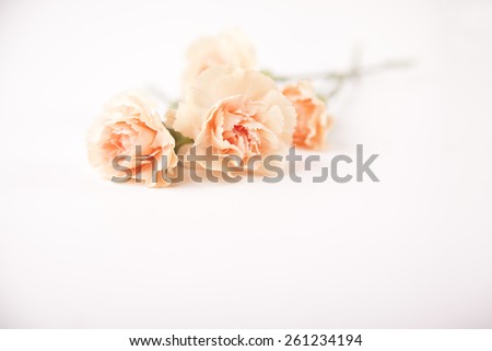 Bunch of peach-colored cloves on white background