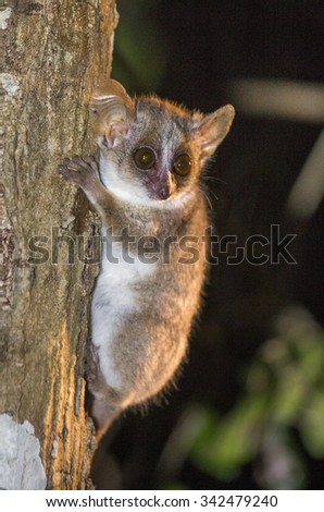 Mouse Lemur Stock Images Royalty Free Images Amp Vectors