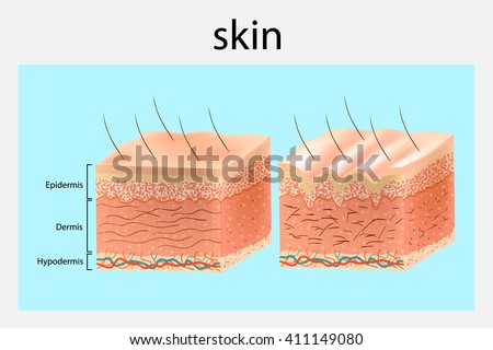 human skin stock images royalty free images vectors human skin layers stock images royalty free images vectors human skin stock images royalty free images vectors human skin layers stock images royalty free images vectors