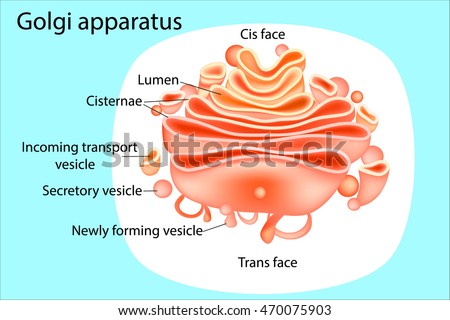 Golgi Apparatus Stock Images; Royalty-Free Images & Vectors | Shutterstock