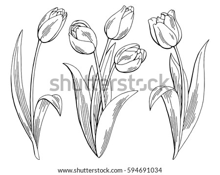 Tulips Stock Images, Royalty-Free Images & Vectors | Shutterstock
