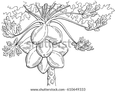 Papaya fruit tree graphic black white isolated sketch illustration vector