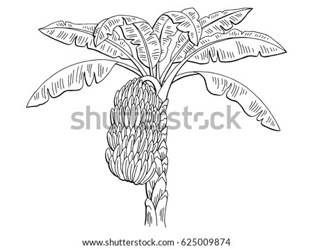 Banana Tree Stock Images, Royalty-Free Images & Vectors | Shutterstock