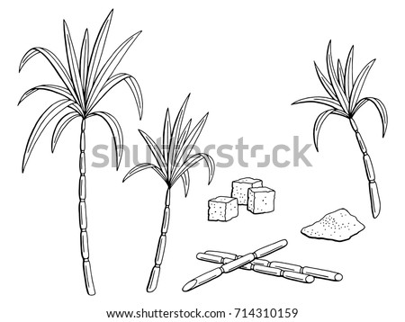 Sugarcane Graphic Black White Isolated Sketch Stock Vector 714310159