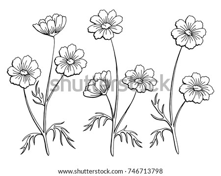 Download 201+ Flowers Cosmos Coloring Pages PNG PDF File - Download 201